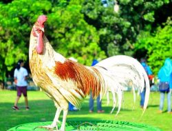 Ramuan Herbal UKM Mitra Menoreh ini Sangat Ampuh Obati Ayam Cacingan