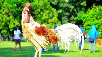 Ramuan Herbal UKM Mitra Menoreh ini Sangat Ampuh Obati Ayam Cacingan