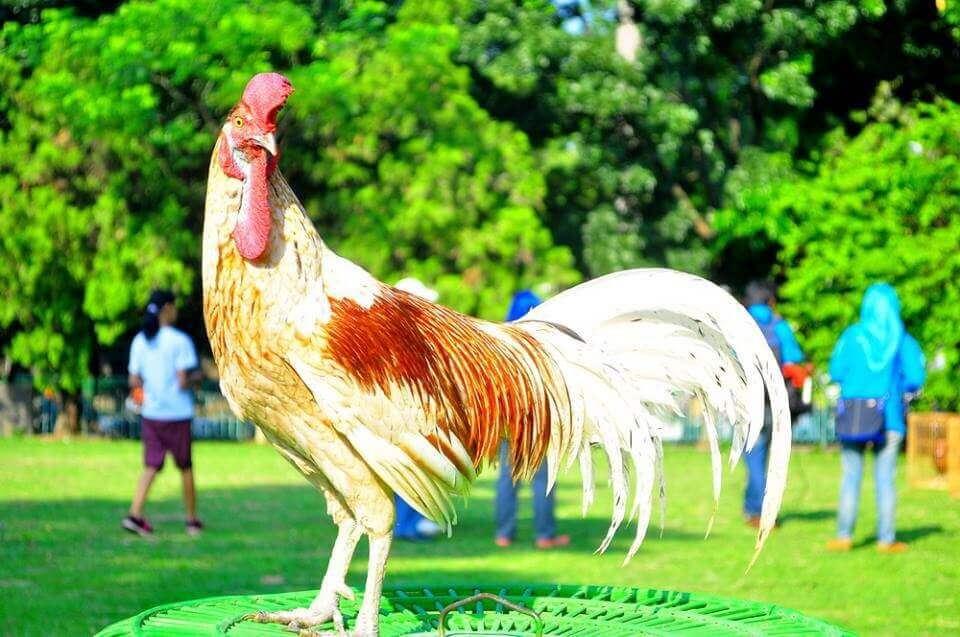 Ramuan Herbal UKM Mitra Menoreh ini Sangat Ampuh Obati Ayam Cacingan