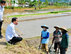 Kala Petani Trenggalek Curhat Presiden Jokowipun Beri Solusi Agar Panen Melimpah