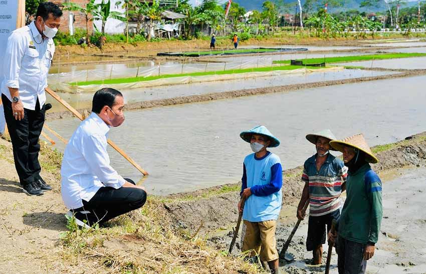 Kala Petani Trenggalek Curhat Presiden Jokowipun Beri Solusi Agar Panen Melimpah