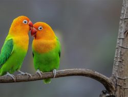Suara Merdu dan Warna Bulu Eksotis, Harga Love Bird Bisa Tembus Puluhan Juta