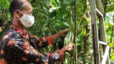 Vanili, Komoditas Perkebunan Bernilai Ekonomi Tinggi