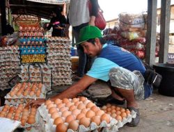 Harga Telur Ayam Turun Pekan Ini