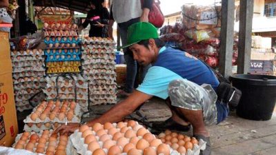 Harga Telur Ayam Turun Pekan Ini