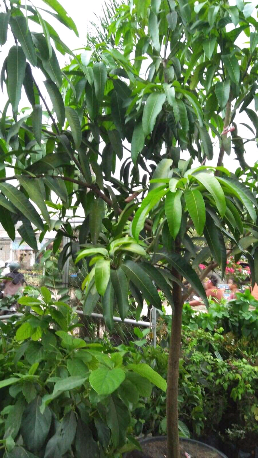 Wow Daun Mangga Bisa Turunkan Gula Darah Wow Daun Mangga Bisa Turunkan Gula Darah