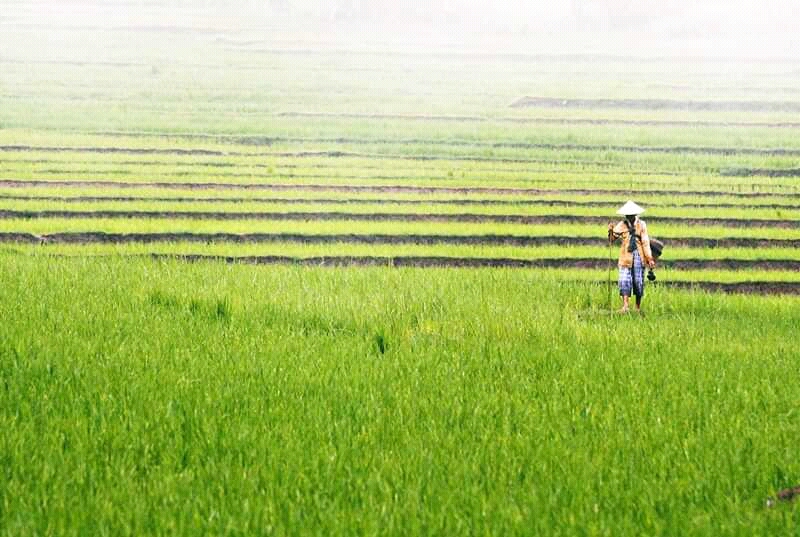 Perlu Regenerasi Petani di Kulonprogo Jogja