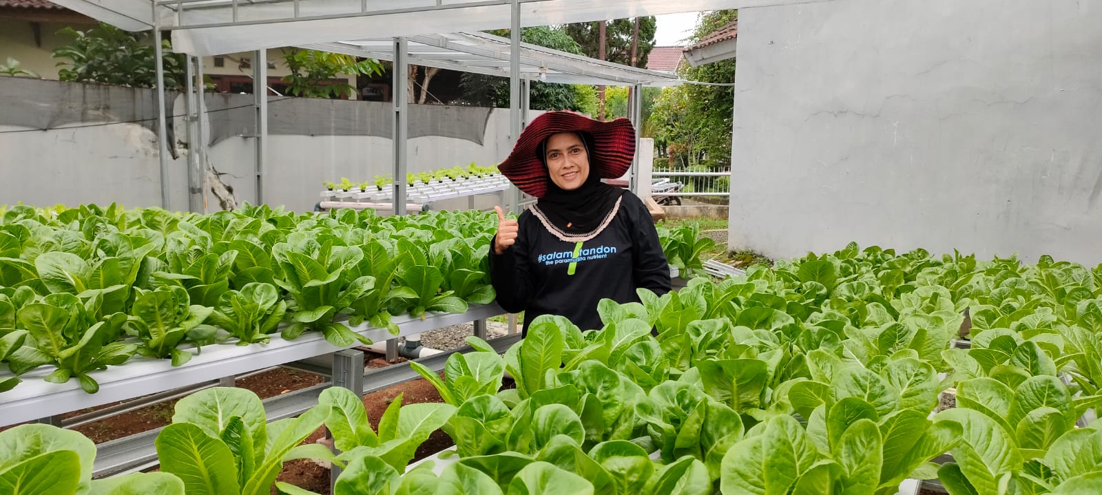 Mulyati, Sosok yang Memanfaatkan PPKM Covid dengan Mengembangkan Hidroponik di Halaman Rumah