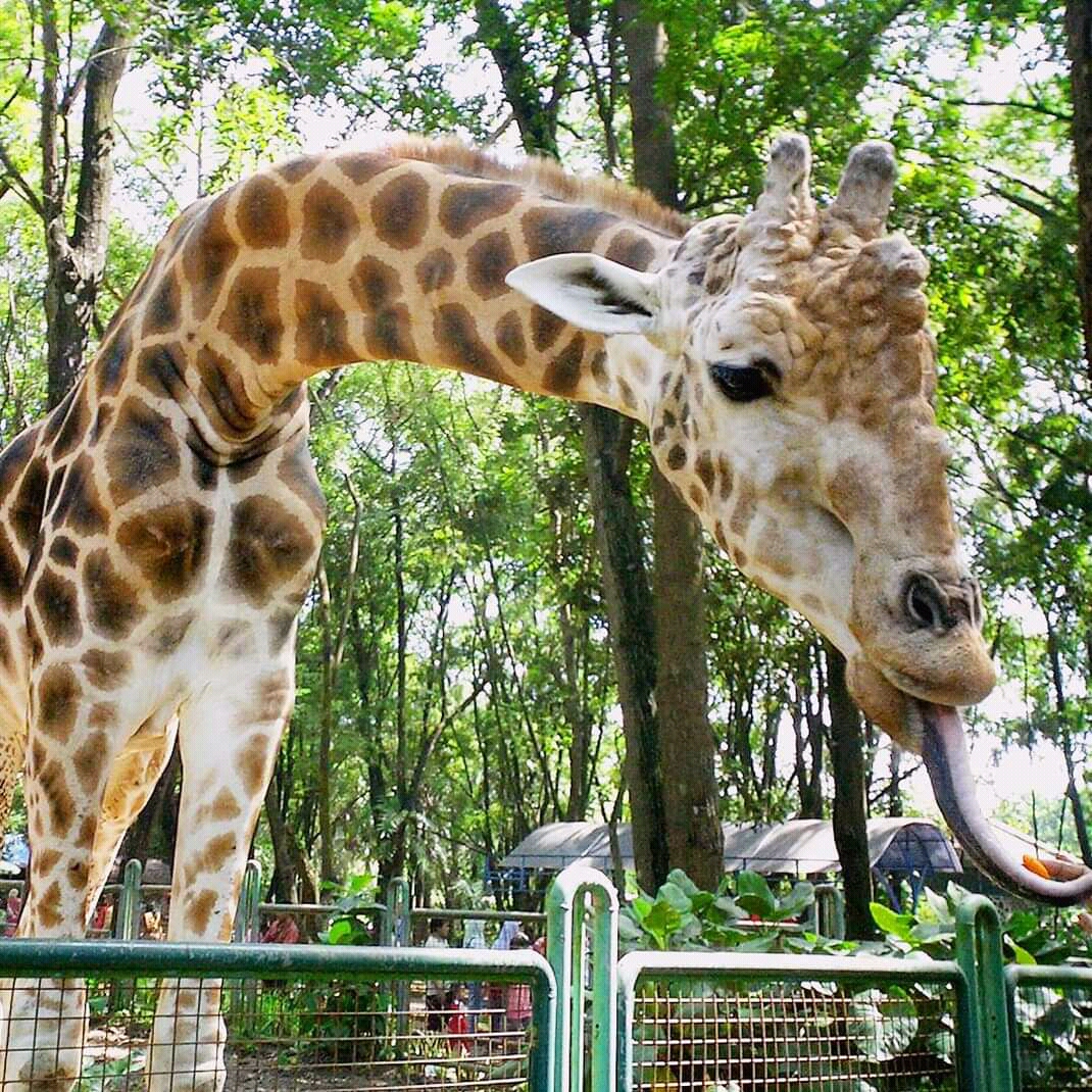 Taman Margasatwa Ragunan Tutup Pada Senin 2 Mei 2022