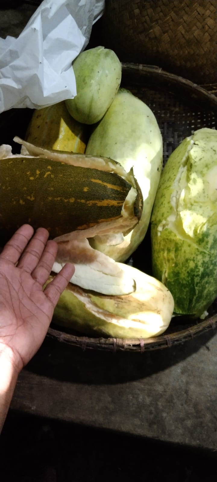 Ketimun Suri Hijau, Lebih Enak Lebih Manis Rasanya