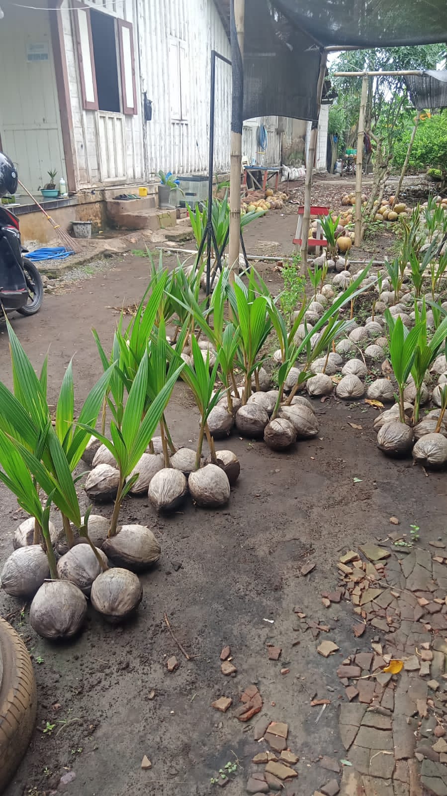 Ada Bibit Kelapa Kopyor, di Koperasi Produsen Petani Indonesia Dukuhseti Pati Jateng