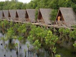 Penelitian Ilmiah, Mangrove Bisa Redam Bencana