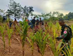 Wujudkan Kemanunggalan Bersama Masyarakat Perbatasan Papua, Personel Satgas Yonif 126/KC Bantu Berkebun