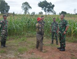 Danrem 174 Merauke Tinjau Lahan Tanaman Jagung Percontohan Program Korem 174/ATW