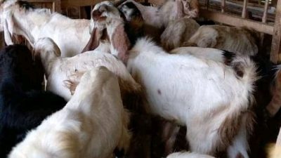 Pemerintah Awasi Penjualan Hingga Pemotongan Hewan Qurban