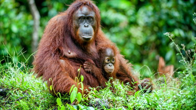 Awasss…..!!! Sepasang Orang Utan Kalimantan Segera Berkeliaran di Madiun Awasss…..!!! Sepasang Orang Utan Kalimantan Segera Berkeliaran di Madiun