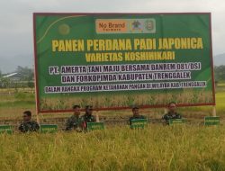 Padi Unggul Japonica Makin Bergairah Panen Perdana Petani Trenggalek Sumringah