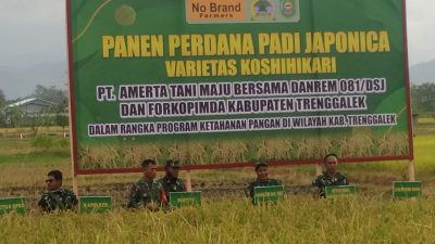 Padi Unggul Japonica Makin Bergairah Panen Perdana Petani Trenggalek Sumringah