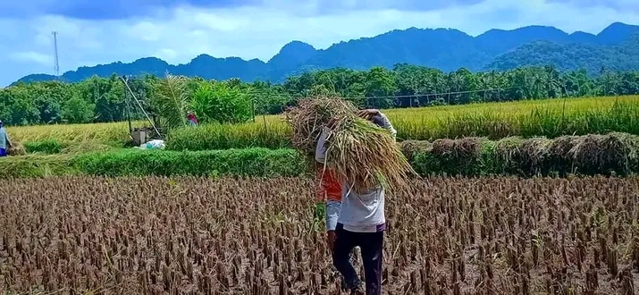 Hari Tani Nasional, Sudah Saatnya Butuh Regenerasi Petani