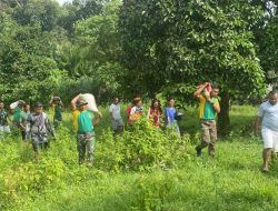 Satgas Yonarmed 1 Kostrad Bantu Warga Desa Waelikut Panen Cengkeh