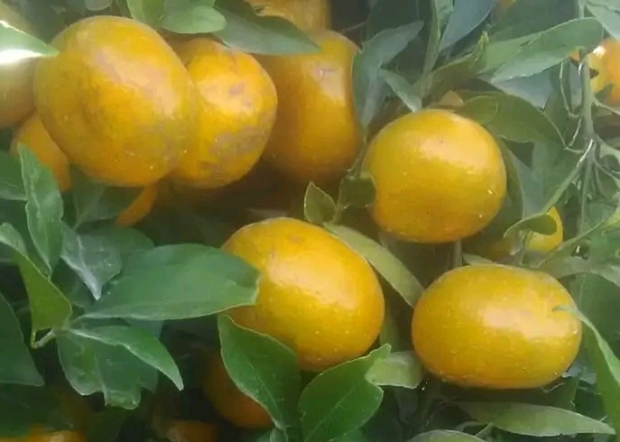 Vitamin C Sangat Penting Jaga Integritas Epitel