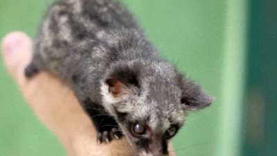 Hewan Masuk Rumah di Jogja Bervariasi, Ular Hingga Musang