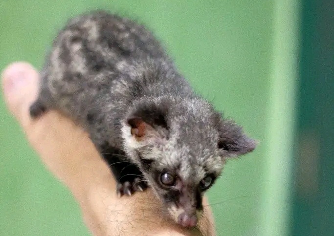 Hewan Masuk Rumah di Jogja Bervariasi, Ular Hingga Musang