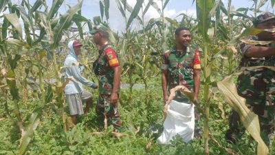 Babinsa Koramil 1710-02/Timika Membantu Petani Merawat Lahan Jagung di Wilayah Binaan