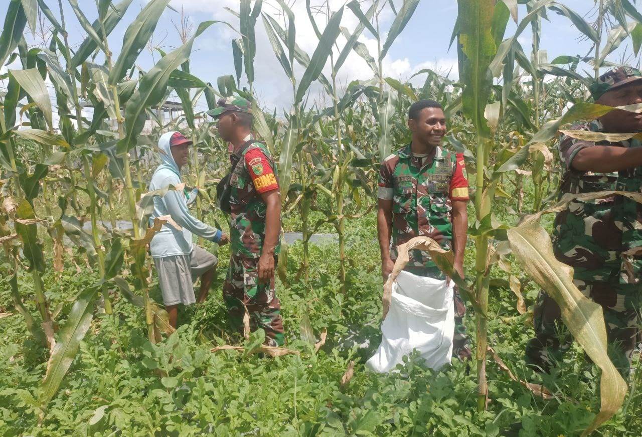 Babinsa Koramil 1710-02/Timika Membantu Petani Merawat Lahan Jagung di Wilayah Binaan