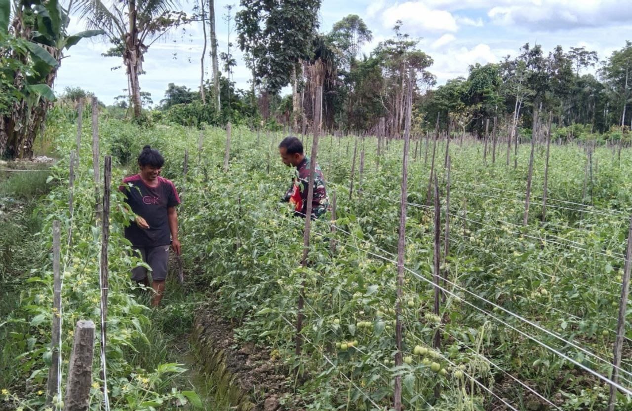 Tingkatkan Produksi Pertanian, Babinsa Koramil 1710-07/Mapurujaya Dampingi Petani