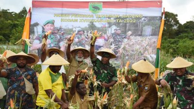 Kodam XVIII/Kasuari Gelar Panen Jagung Perdana Secara Serentak Demi Wujudkan Ketahanan Pangan di Papua Barat