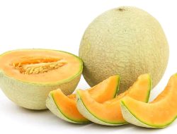 Mau Tau Inovasi Dekan UGM Perkecil Buah Melon? Simak Disini