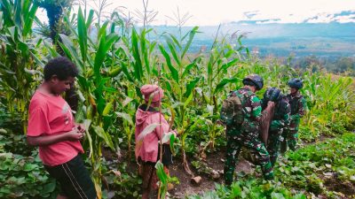 Satgas Yonif Raider 321 Bagikan Bibit dan Panen Jagung Bersama Masyarakat