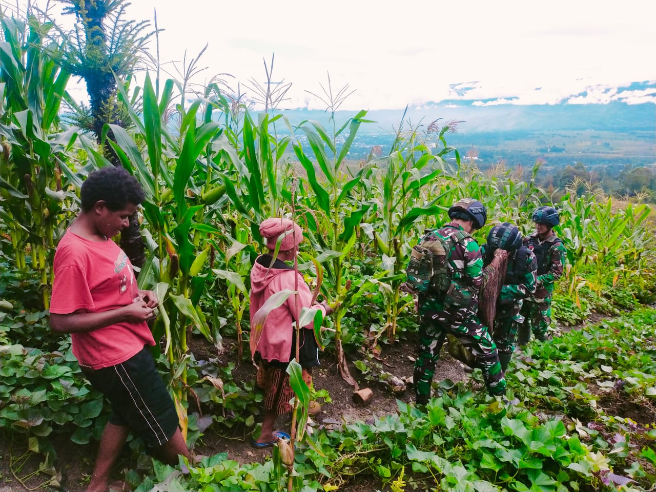 Satgas Yonif Raider 321 Bagikan Bibit dan Panen Jagung Bersama Masyarakat