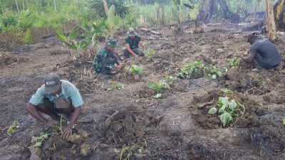 Sukseskan Ketahanan Pangan, Satgas Yonif 143/TWEJ Buka Lahan Kosong dan Berkebun di Perbatasan RI