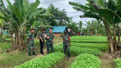 Danrem 174 Kolonel Agus Widodo Tinjau Kebun Pisang dan Kebun Sayur Binaan Babinsa di Timika