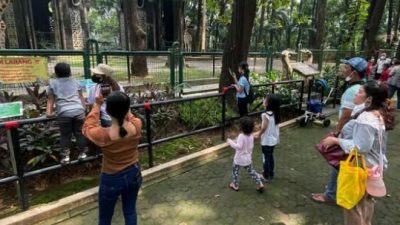 Komodo Akan Hadir di Taman Margasatwa Ragunan Pada 2023 Ini