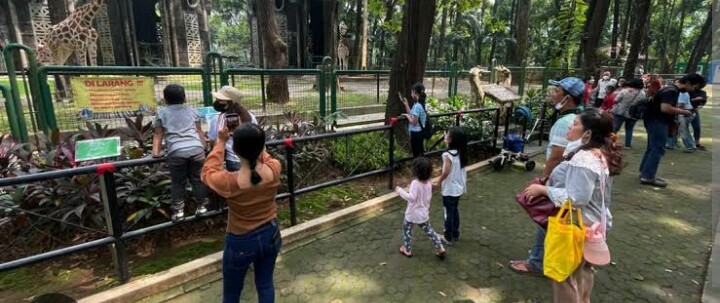 Komodo Akan Hadir di Taman Margasatwa Ragunan Pada 2023 Ini