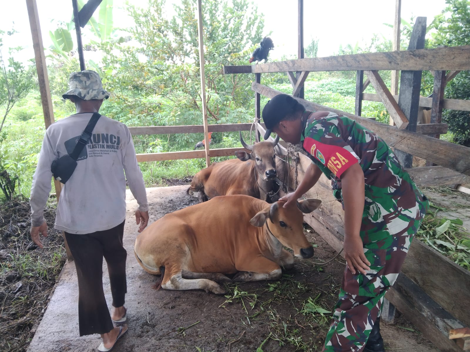 Komsos Dengan Peternak Sapi, Babinsa Mapurujaya Beri Motivasi