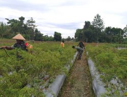 Babinsa Koramil 1710-02/Timika Laksanakan Pendampingan Pertanian di Wilayah Binaan