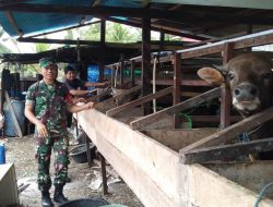 Jalin Silaturahmi: Babinsa Mapurujaya Komsos dengan Peternak Sapi