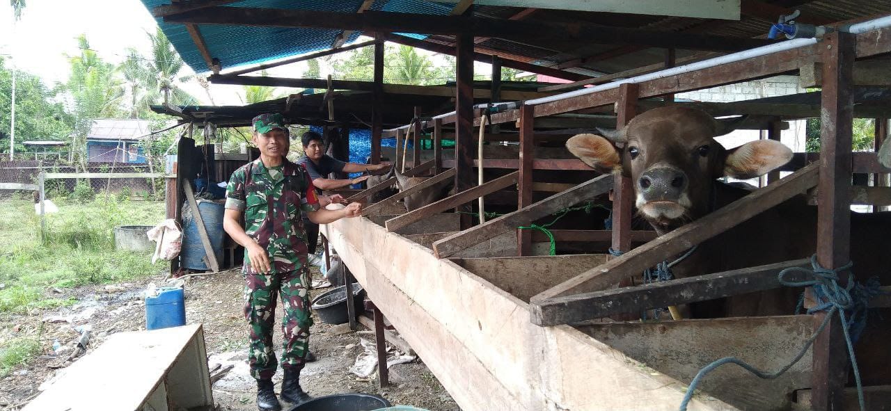 Jalin Silaturahmi: Babinsa Mapurujaya Komsos dengan Peternak Sapi