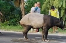 Sadis! Tapir Hewan Langka Dibantai Warga Dagingnya Dimakan, Videonya Viral di Medsos