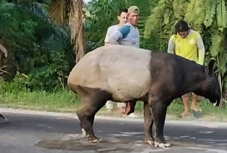 Sadis! Tapir Hewan Langka Dibantai Warga Dagingnya Dimakan, Videonya Viral di Medsos