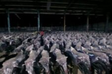 Pengadaan Motor Listrik BGN Rugikan Negara Rp863 Miliar, Lima Petinggi BGN Segera Diadili